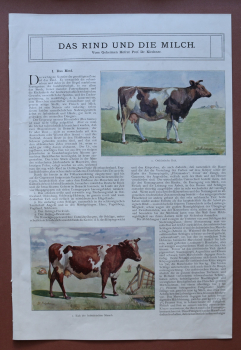 Kunst Druck Hofrat Prof Dr Kirchner 1909 Das Rind und die Milch Illustrationen Text komplett Artikel vier Seiten